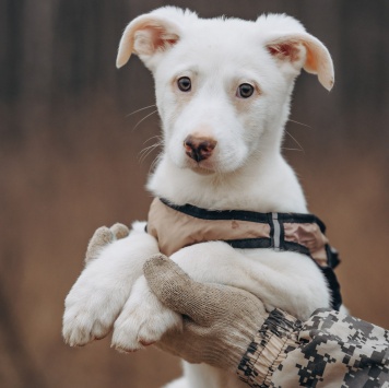 Собаки в добрые руки - Умка - 3