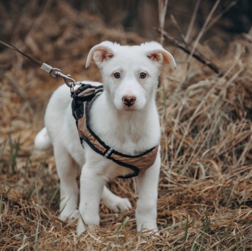 Собаки в добрые руки - Умка - 4