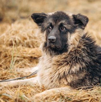 Собаки в добрые руки - Шарик