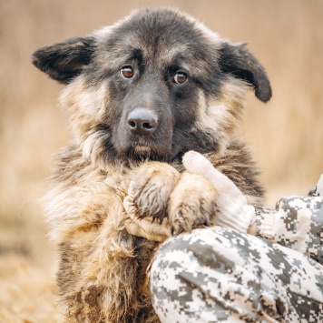 Собаки в добрые руки - Шарик - 1