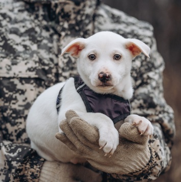 Собаки в добрые руки - Крош