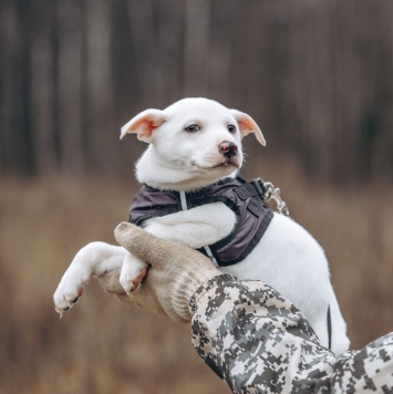Собаки в добрые руки - Крош - 1