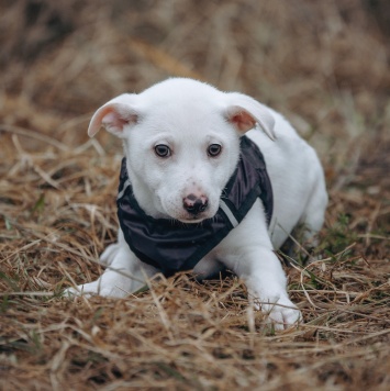 Собаки в добрые руки - Крош - 2