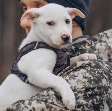 Собаки в добрые руки - Крош - 3