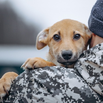 Рич - Собаки в добрые руки