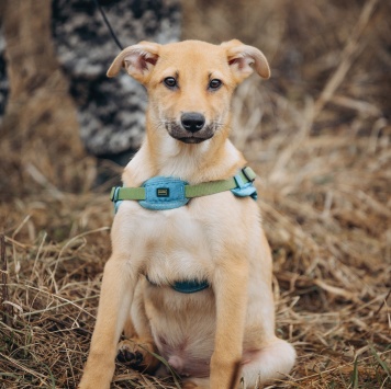Собаки в добрые руки - Рич - 1