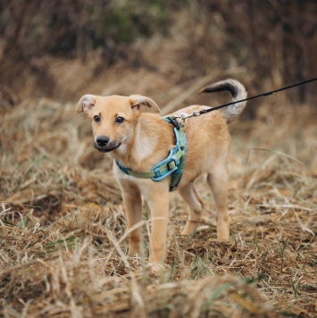 Собаки в добрые руки - Рич - 2