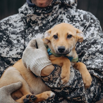 Собаки в добрые руки - Рич - 3