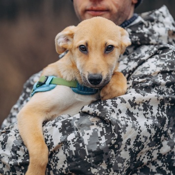 Собаки в добрые руки - Рич - 4