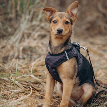 Собаки в добрые руки - Булка - 1