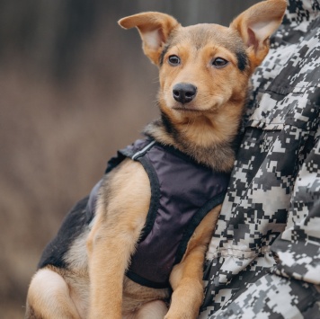 Собаки в добрые руки - Булка - 2