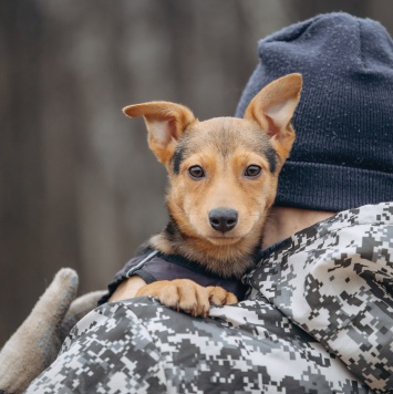 Собаки в добрые руки - Булка - 4