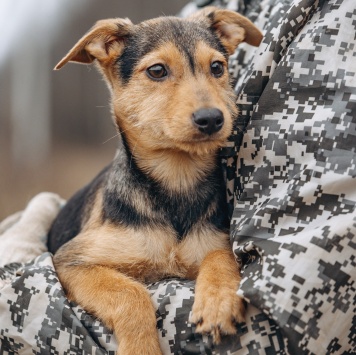 Кроха - Собаки в добрые руки