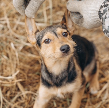 Собаки в добрые руки - Кроха - 1
