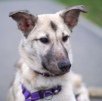 Келли - Собаки в добрые руки