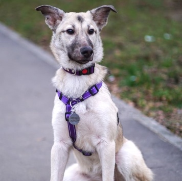 Собаки в добрые руки - Келли - 1