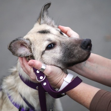 Собаки в добрые руки - Келли - 2