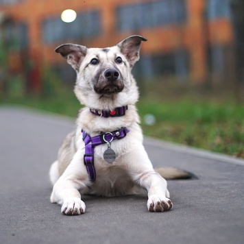 Собаки в добрые руки - Келли - 3