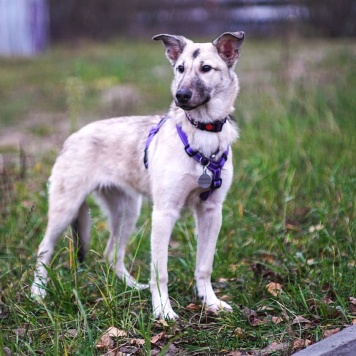 Собаки в добрые руки - Келли - 4