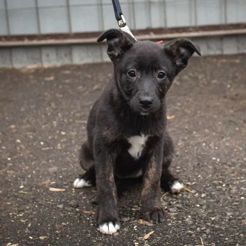 Наоми - Собаки в добрые руки