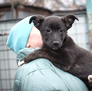 Собаки в добрые руки - Наоми - 1