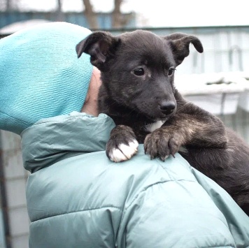 Собаки в добрые руки - Наоми - 2