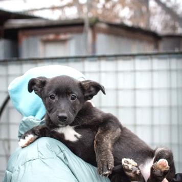 Собаки в добрые руки - Наоми - 3