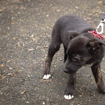 Собаки в добрые руки - Наоми - 4