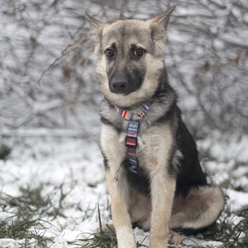 Собаки в добрые руки - Финик