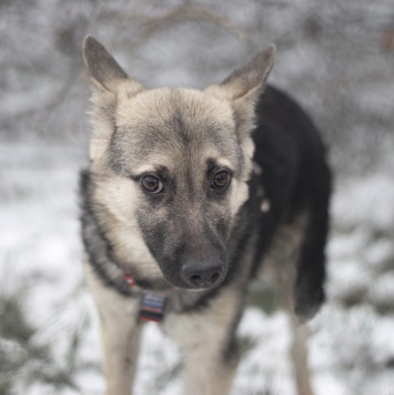 Собаки в добрые руки - Финик - 1