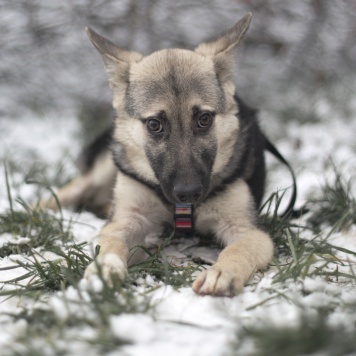 Собаки в добрые руки - Финик - 2