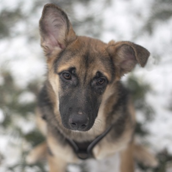 Собаки в добрые руки - Несквик