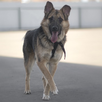 Несквик - Собаки в добрые руки