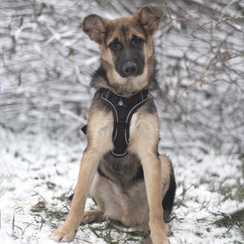 Собаки в добрые руки - Несквик - 1