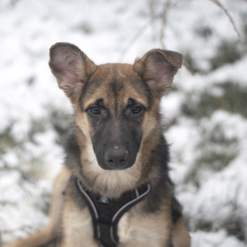 Собаки в добрые руки - Несквик - 2