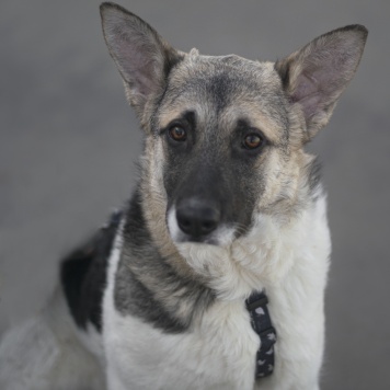 Френд - Собаки в добрые руки