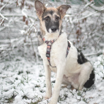 Собаки в добрые руки - Френд - 1