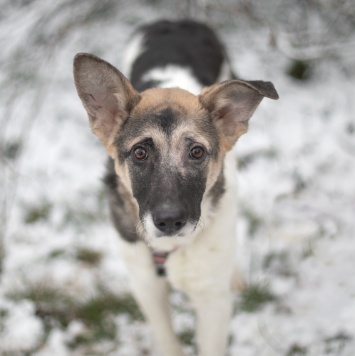 Собаки в добрые руки - Френд - 2
