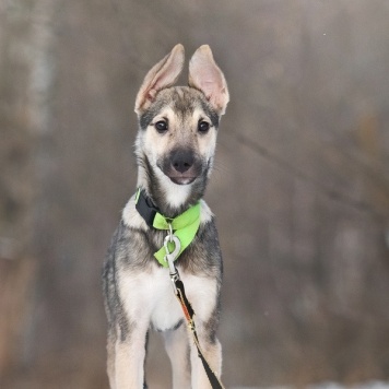 Собаки в добрые руки - Лапочка