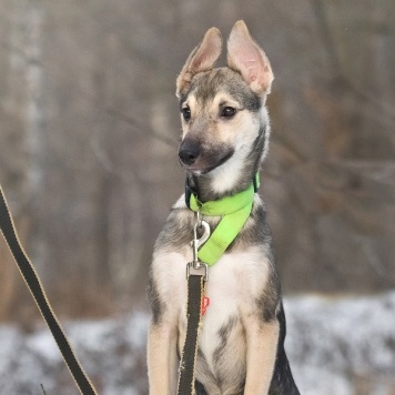 Собаки в добрые руки - Лапочка - 1