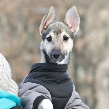 Собаки в добрые руки - Лапочка - 2