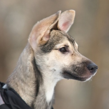 Собаки в добрые руки - Лапочка - 3