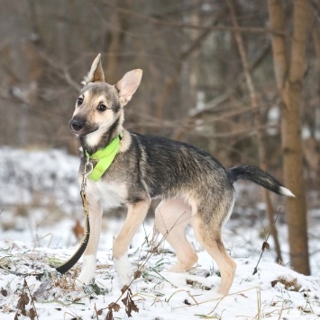 Собаки в добрые руки - Лапочка - 4