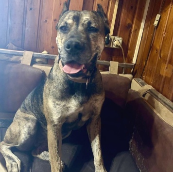 Алана - Собаки в добрые руки