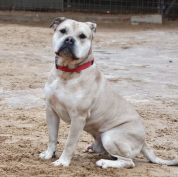 Собаки в добрые руки - Зефир