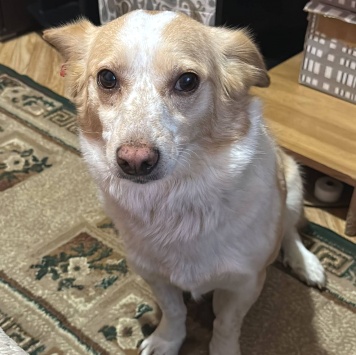 Собаки в добрые руки - Булочка