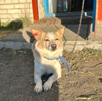 Собаки в добрые руки - Булочка - 1