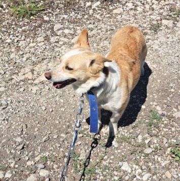 Собаки в добрые руки - Булочка - 2