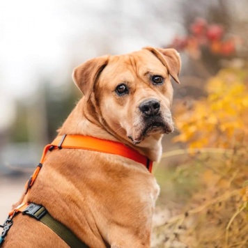 Собаки в добрые руки - Рэм