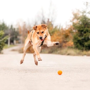 Собаки в добрые руки - Рэм - 1